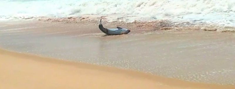 FAKE NEWS: Instituto Argonauta desmente aparecimento de tubarão na Praia Massaguaçu