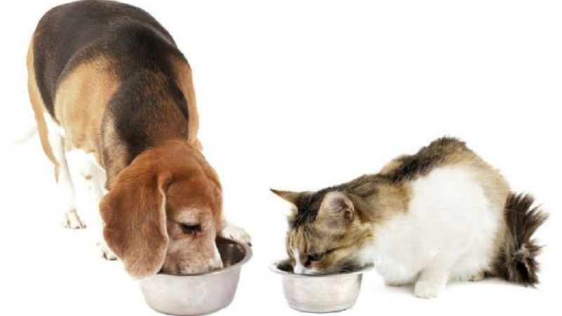 Alimentando o seu Pet