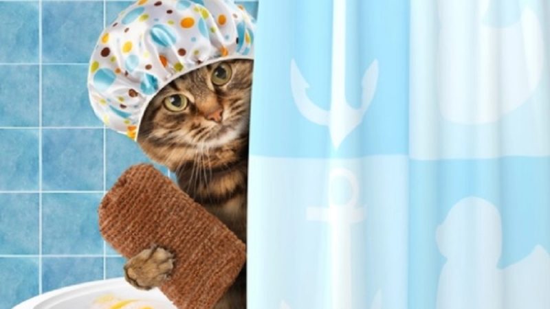 Banho em Gatinhos, Gatos e Gatões