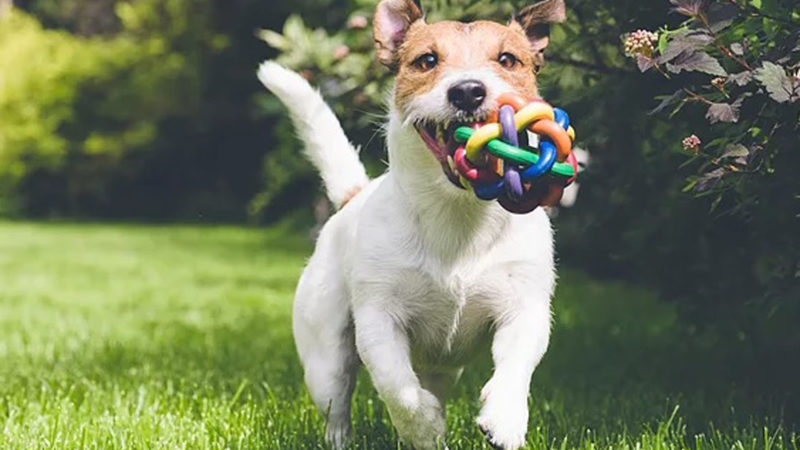 Brincando com o Pet