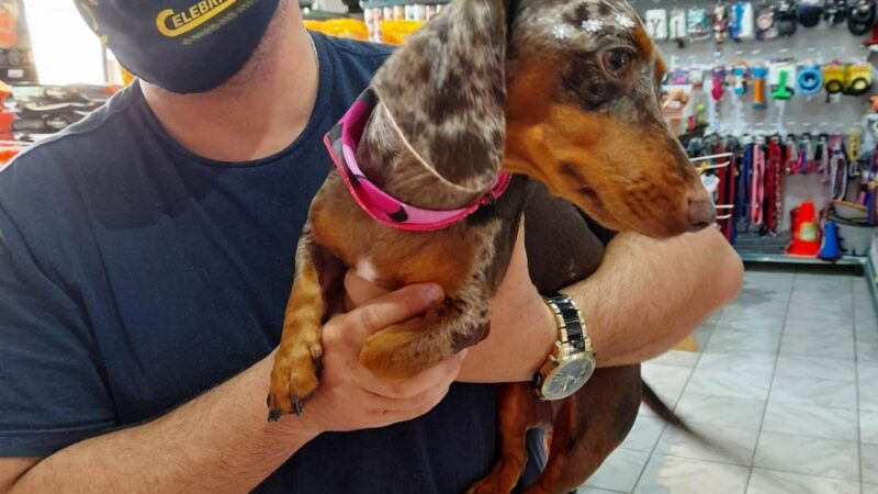PETS, CÃES, GATOS & VOCÊ!