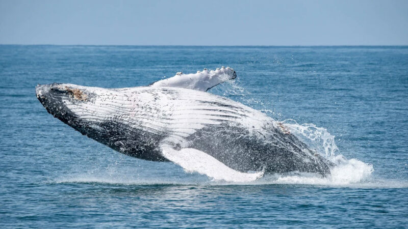 Barcos perseguem baleias em Ilhabela