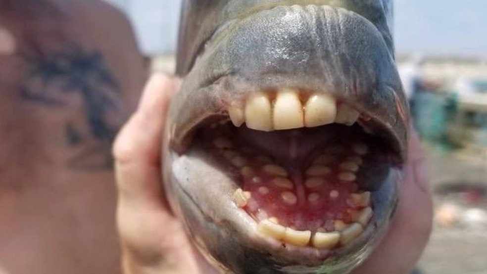 Peixe com ‘dentes humanos’ é capturado em pescaria nos EUA