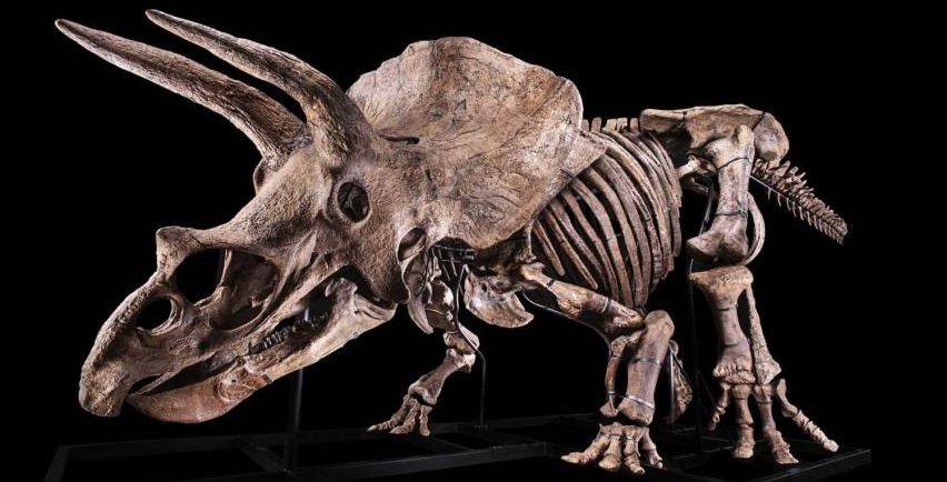 Maior esqueleto de Triceratops encontrado, com 66 milhões de anos, será leiloado