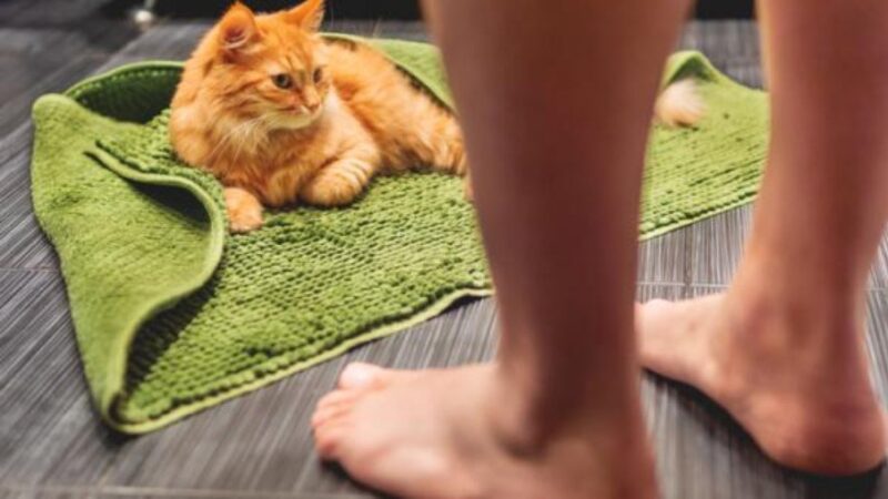 Pets seguem os donos ao banheiro para protegê-los nos momentos vulneráveis