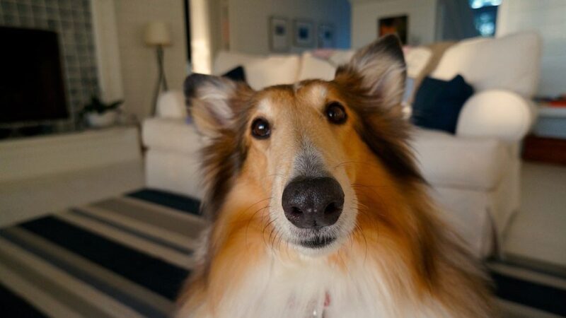 Pets em apartamentos: Dicas