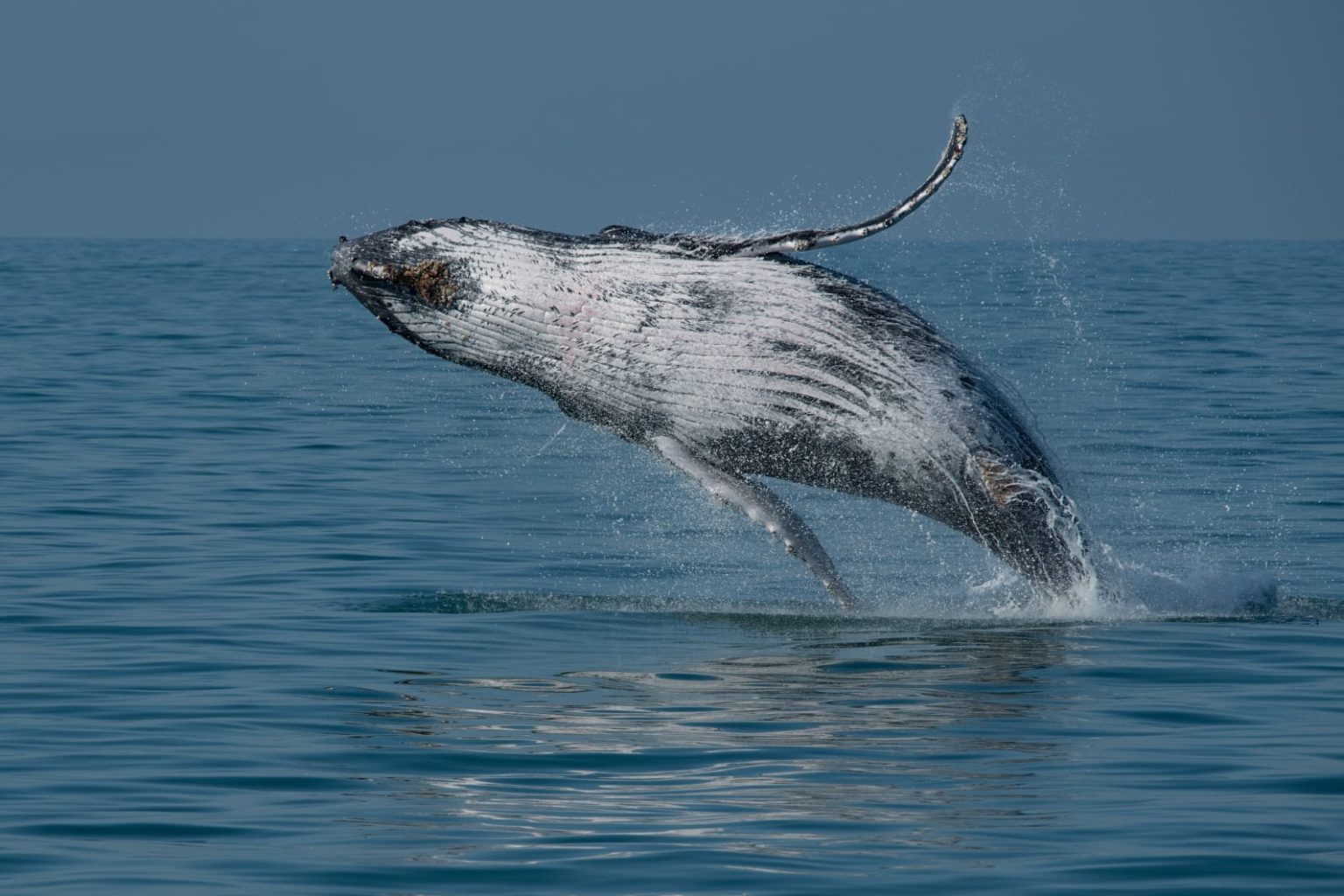 Temporada de Baleias e Golfinhos encerra com número recorde de registros de jubartes