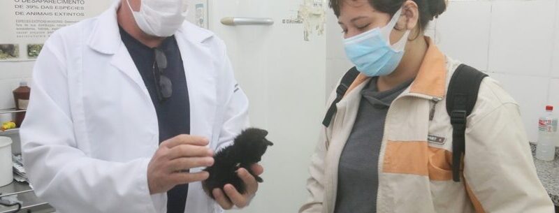 CCZ de Caraguatatuba realiza feira adoção, neste sábado, para dar novo lar a 20 animais