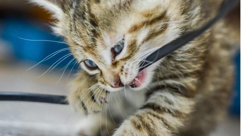 Como impedir seu gato de morder os fios em casa