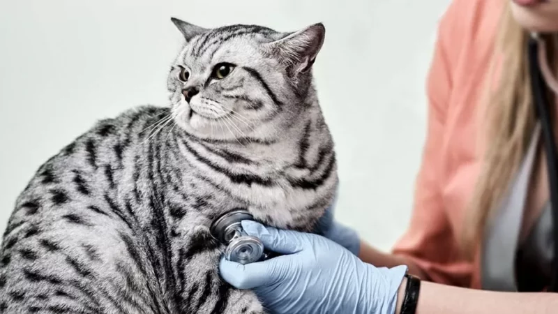 Obesidade em pets: saiba por que o excesso de peso é prejudicial