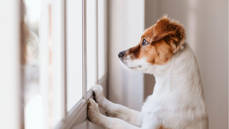 Estresse e ansiedade na vida dos cães: como identificar e o que fazer