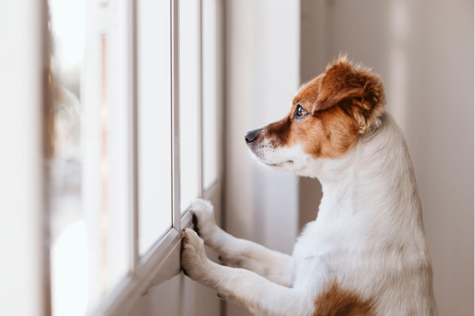 Estresse e ansiedade na vida dos cães: como identificar e o que fazer