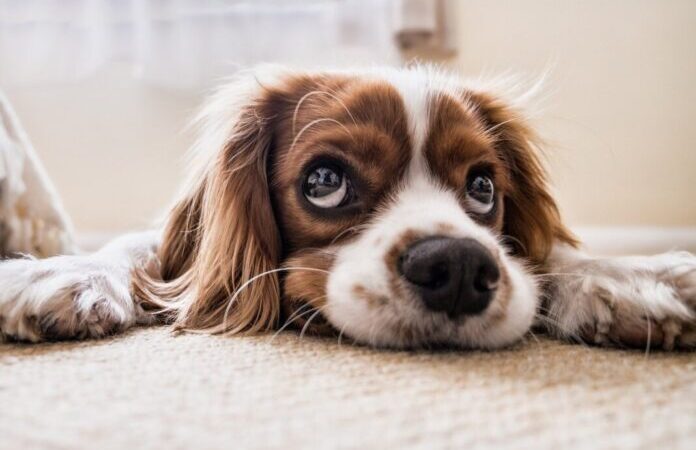 Veja 10 cuidados básicos com os animais de estimação