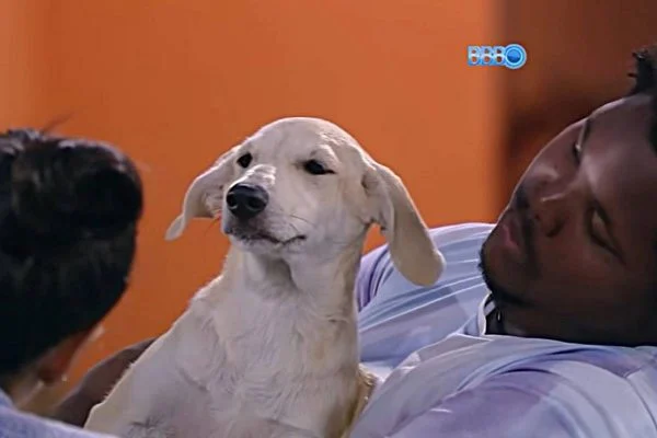 Big Pet Brasil: relembre os cachorrinhos que participaram do BBB