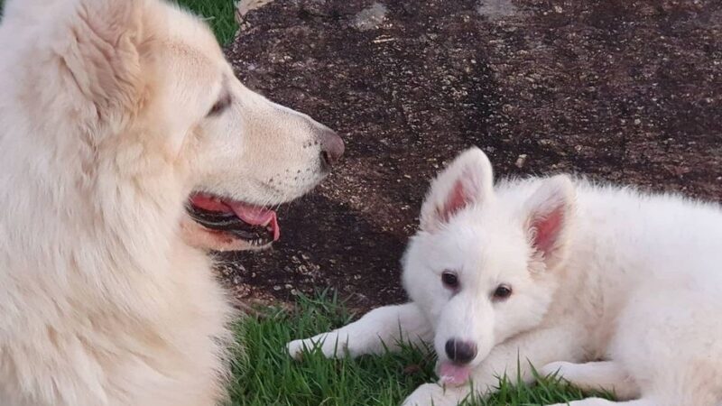 Sites de relacionamento para pets: conheça histórias de ‘matchs’ entre animais