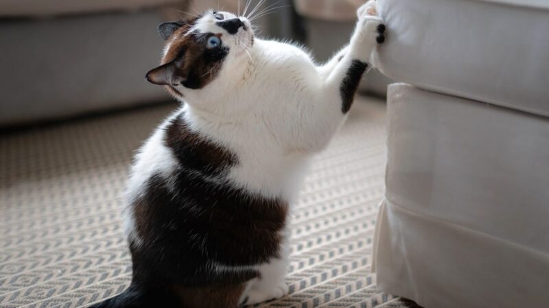 Entenda por que é necessário seu gato ter um arranhador em casa