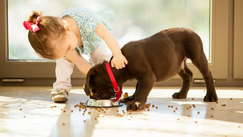 PETS E CRIANÇAS: COMO SABER SE JÁ É O MOMENTO DE TER UM BICHINHO?