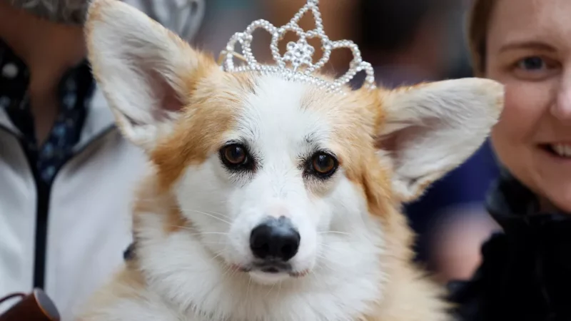 PARA CELEBRAR JUBILEU DA RAINHA ELIZABETH II CANADÁ FAZ ‘PARADA DE CORGIS’