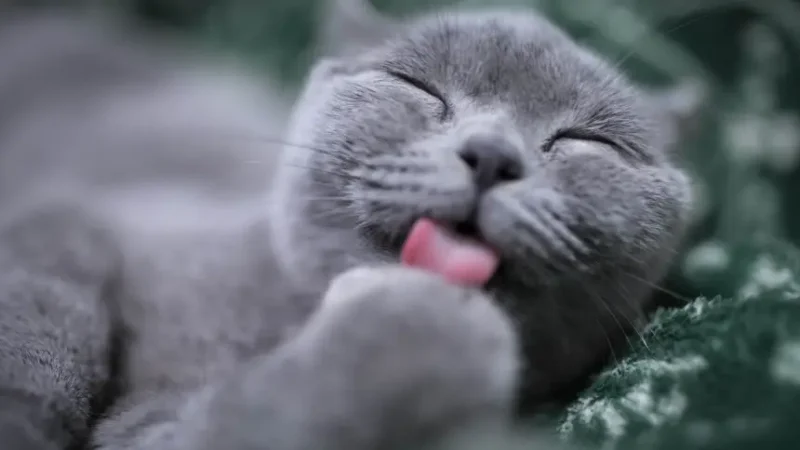 10 fatos sobre gatos que você precisa saber