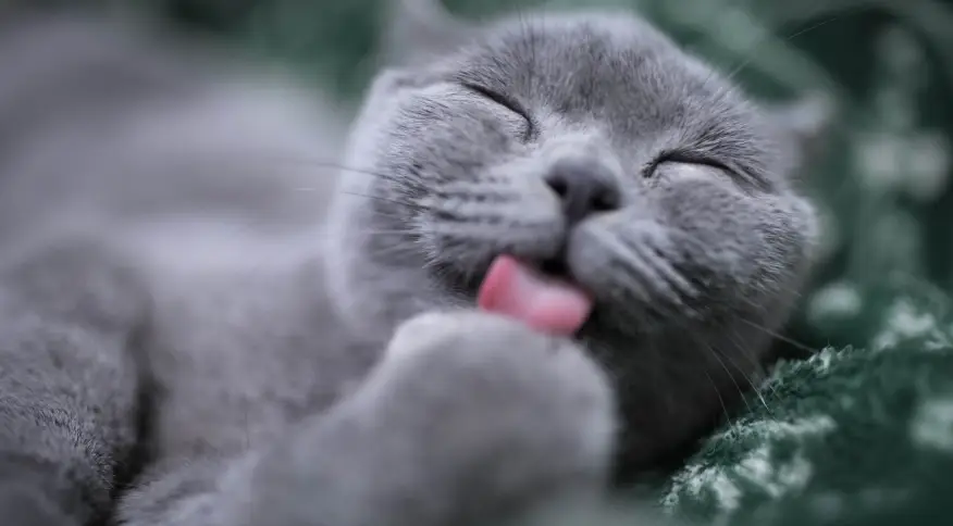 10 fatos sobre gatos que você precisa saber