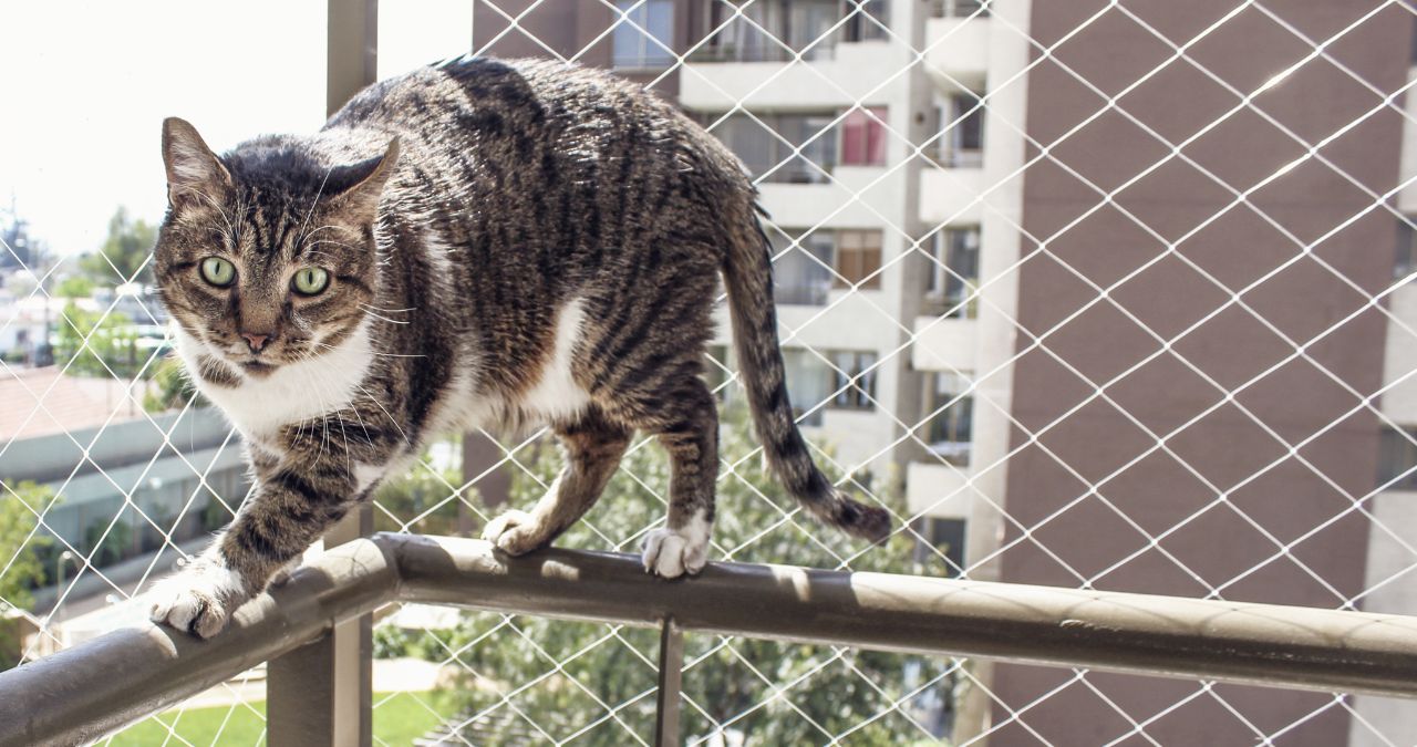 4 dicas úteis para evitar que o pet fuja