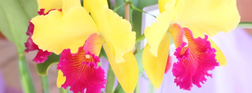 Entrada gratuita para a 42ª Exposição de Orquídeas de Caraguatatuba