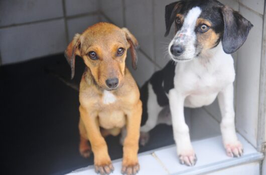 Feira de Adoção de Cães e Gatos em Caraguatatuba neste Sábado