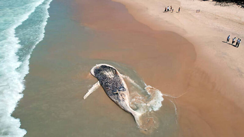 Foi encontrada na praia do Felix em Ubatuba uma baleia Jubarte morta