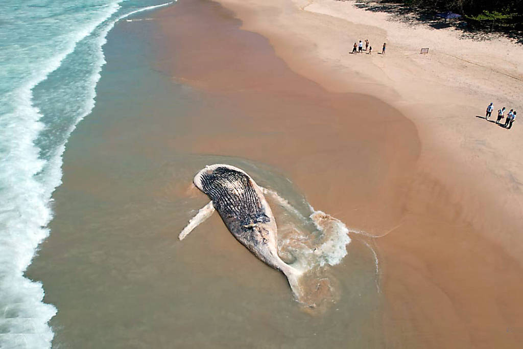 Foi encontrada na praia do Felix em Ubatuba uma baleia Jubarte morta