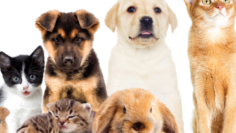 Espaço para Pet influencia na compra da casa própria