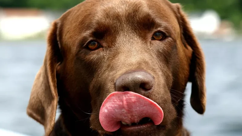 Cardápio para pets: saiba o que deve ou não dar para seu pet