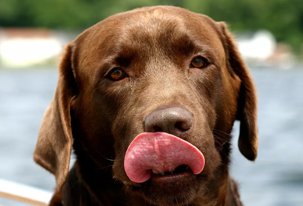 Cardápio para pets: saiba o que deve ou não dar para seu pet