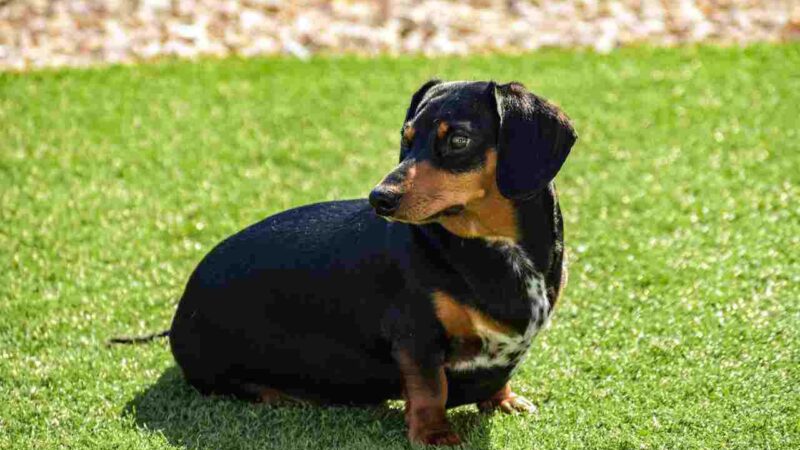 Saiba quais raças de cães que precisam de mais cuidados com a saúde
