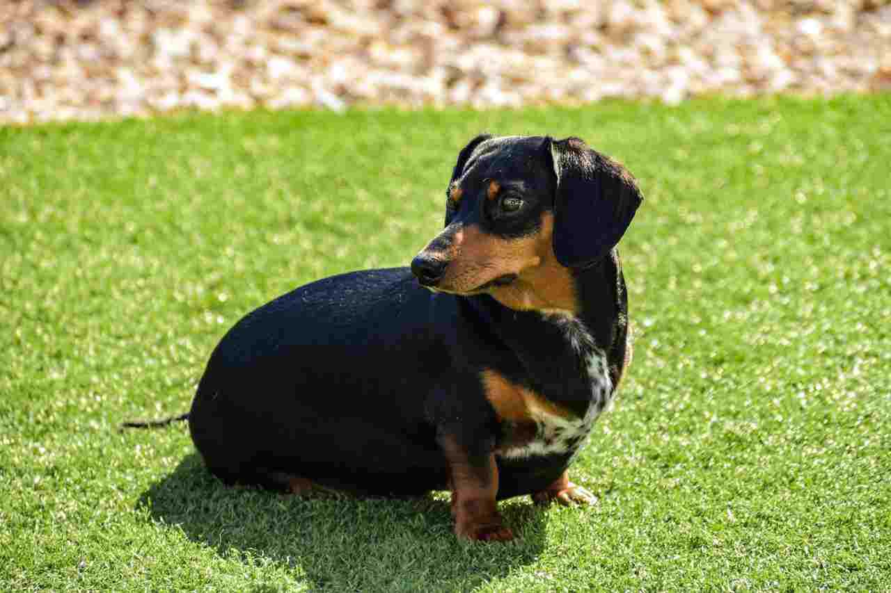 Saiba quais raças de cães que precisam de mais cuidados com a saúde