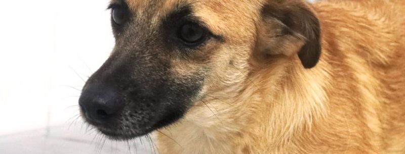 Adote um PET na feira de adoção neste sábado em Caraguatatuba