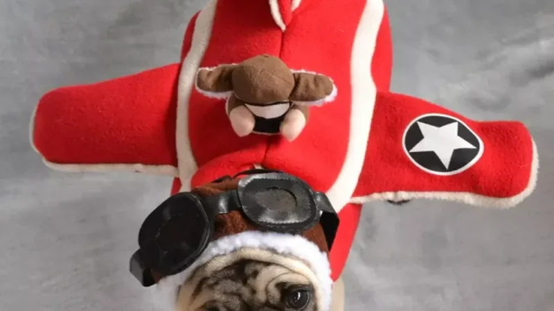 Veja quais cuidados ter no avião para viajar com seu Pet
