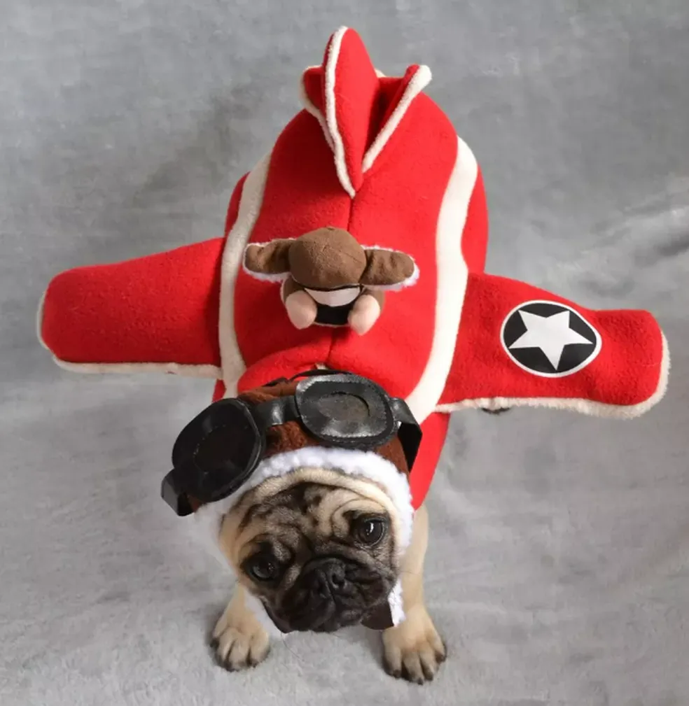 Veja quais cuidados ter no avião para viajar com seu Pet