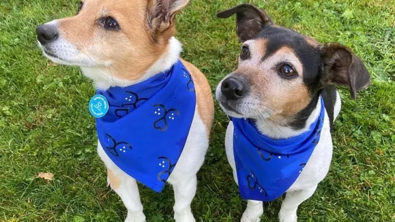 Bluebell e Beth são os novos pets reais