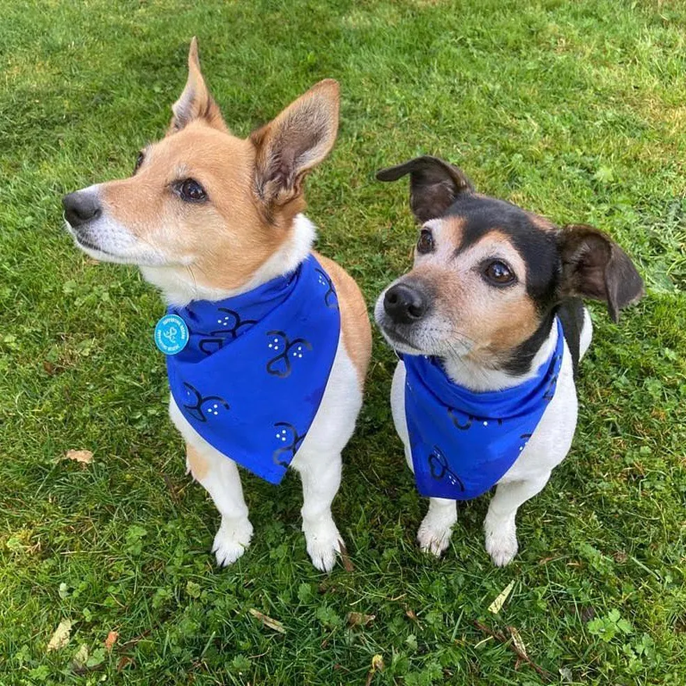 Bluebell e Beth são os novos pets reais