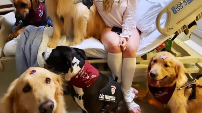 Animais visitam pacientes em hospitais e levam alegria