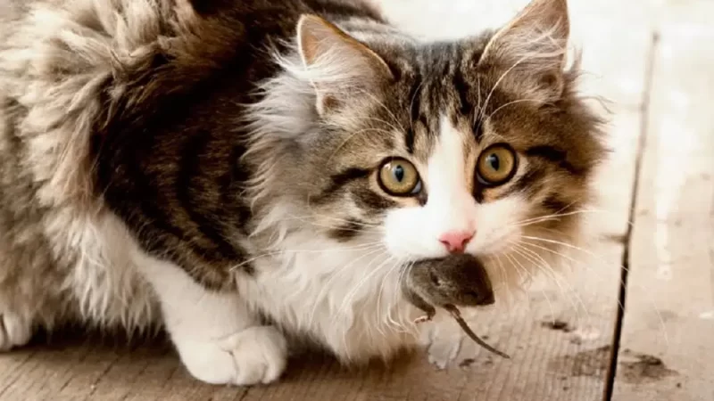 Por que os gatos trazem animais mortos para casa?