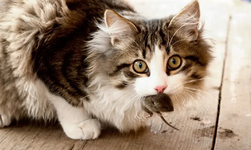 Por que os gatos trazem animais mortos para casa?