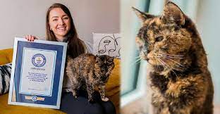 A gata mais velha do mundo com quase 27 anos