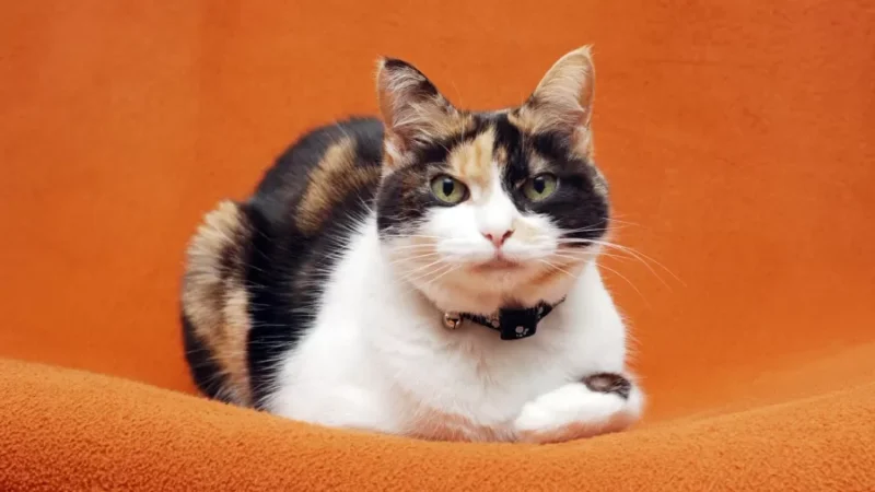Gato tricolor ou laranja é sempre fêmea?