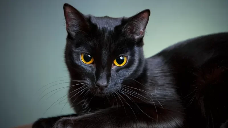 Qual a origem da superstição que relaciona gato preto a mau agouro?