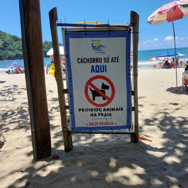 Algumas razões para proibição de cachorros na praia