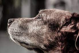 Pets idosos podem ser benéficos para tutores: ‘São agradecidos’