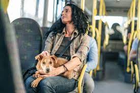 Pets não precisam mais de caixa para viajar em ônibus do DF
