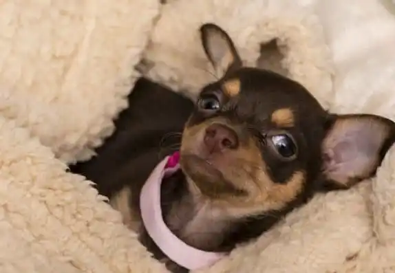 Chihuahua – Esse cão é pra você?