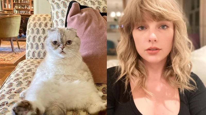 Gata de Taylor Swift é avaliada em mais de R$ 500 milhões